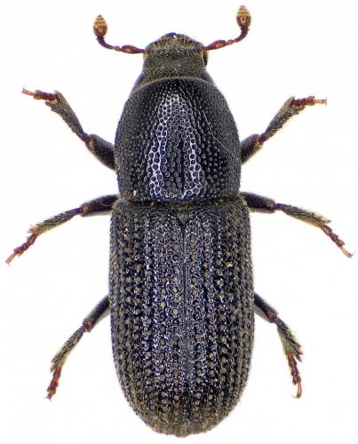 Réf. 203 687 : Hylastes cunicularius